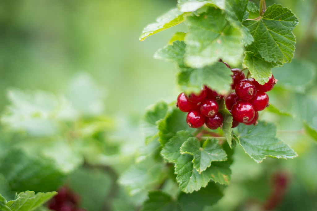 red currant sorbet